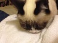 Грустный обед грустного кота