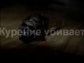 Курение убивает