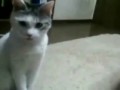 От чего кот в шоке?