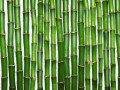 bamboo_texture01_yapfiles.ru
