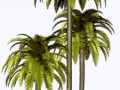 FLORES Y PLANTAS (PALMERAS) (1) (1)