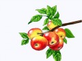 orig (2)