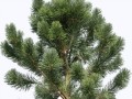 _yapfiles.ru (2)