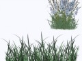 цветы 1
