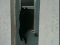 Кот-домушник лезет в форточку